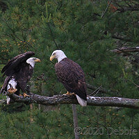 Eagle Squabble