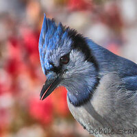 Blue Jay