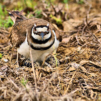 Killdeer on Eggs