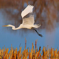 Great Egret