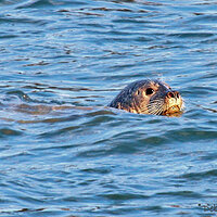 Harbor Seal