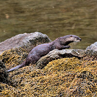 Otter