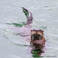 Otter Checking Me Out