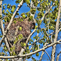 Porcupine