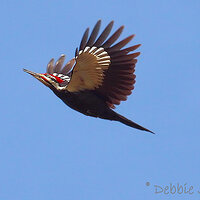 Pileated in Flight