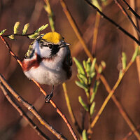Chestnut-sided Warbler