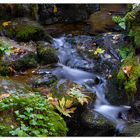 Trillium Trail