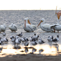 LRCC_sRGB_FW_AmWhitePelicans_TAP_2703-Edit.jpg
