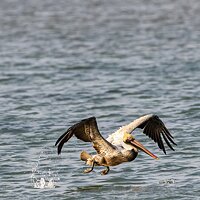 LRCC_sRGB_PelicanTakeoff_small.jpg