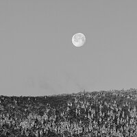 Winter Moonset