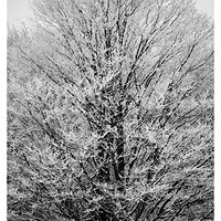 Frozen