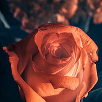 birthday_bouquet-1.jpg