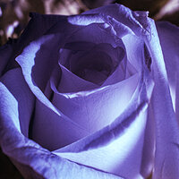 birthday_bouquet-2.jpg