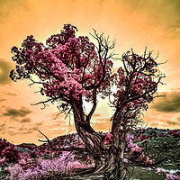 Juniper_Color