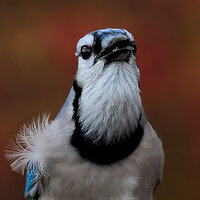 Blue Jay Portrait