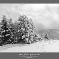 Spruce Huddled Against Wind.jpg