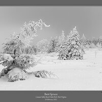 Bent Spruce Winter.jpg