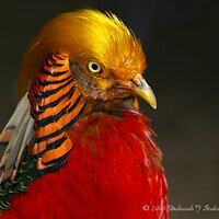 Golden Ornamental Pheasant
