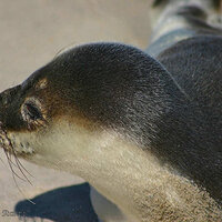 Harbor Seal Pup Washed Up