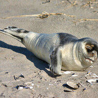 Harbor Seal Pup Waiting For Mom To Return