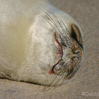 Seal Pup Close-up