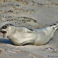 Harbor Seal Pup Calling Mom