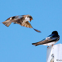 Tree Swallows