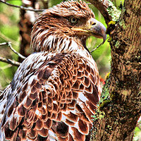 Immature Bald Eagle