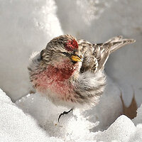 Common Redpoll