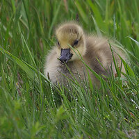 Hidden in Tall Grass