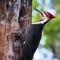 Pileated Woodpecker Feeding Time