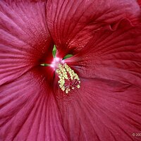 Hibiscus
