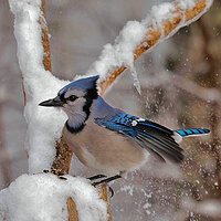Blue Jay On Snowy Day