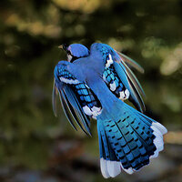 Fly Out From Feeding Post