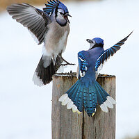 Always a Pecking Order