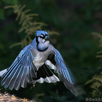 Blue Jay Fly-in