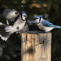 Blue Jay Pair