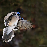 Blue Jay Landing