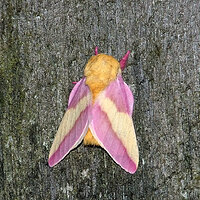 Rosy Maple Moth