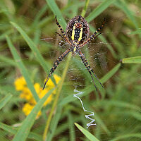 Garden Spider