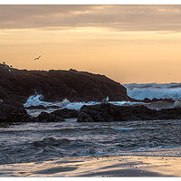 Gulls at Heceta Beach