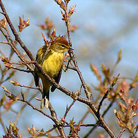 Palm Warbler
