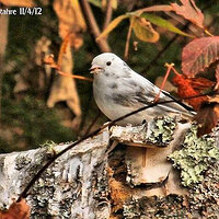 Leucistic Junco