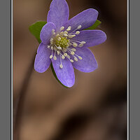 2103 Sharp-lobed Hepatica 2.jpg