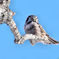 Northern Hawk-owl
