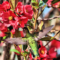 Ruby-throated Hummingbird