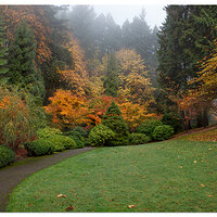 Foggy Fall - Portland Japanese Garden