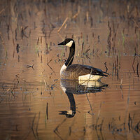 Goose & Reflection