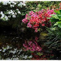 Portland Japanese Gardens - Azalea 1