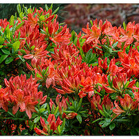 Portland Japanese Garden - Azalea 2